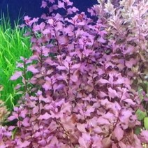 [킴아쿠아] 루드위지아sp 슈퍼레드 2촉 초보자수초 음성수초