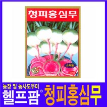 헬프팜 청피홍심 무 700립 씨앗 제일종묘 종자