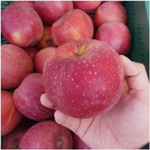 사과나무 감홍 사과 [접목1년 M26왜성대목] kjot, 1개