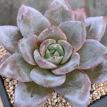 [다육이아지트]독일샴페인