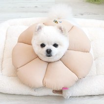 강아지 상처부위보호 쿠션 목보호대 넥카라 강아지발바닥상처 강아지디스크
