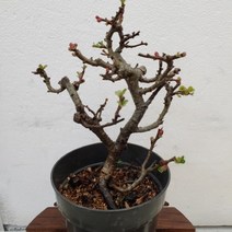 [성심] 장수매화(야생화분재) 35.9