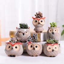 올빼미 다육이 화분 6P 세트, 올빼미 화분 6p+다육6+배양토
