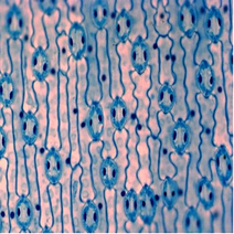 잎의 기공 영구프레파라트(백합)BS - 22730
