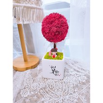 더별꽃 모스 토피어리 화분 집들이 개업용 선물 캘리그라피화분 DIY패키지, 스프링그린(연두)