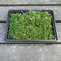 솔이끼(19x15cm)/테라리움 비바리움 팔루다리움 DIY재료