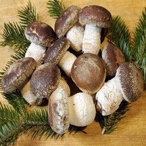 [나영이농원]국내산 무농약 송고버섯 고급형1kg 500g 송화버섯 송화고버섯 산지직송, 고급형500g, 1개