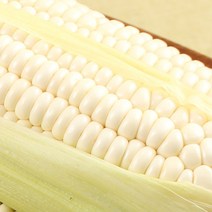 강원도 정선 햇 옥수수 미백 찰옥수수 산지직송 (15cm ~ 20cm 내외), 20개입