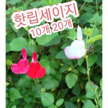 핫립세이지-10개 20개/매혹적인 붉은 빛깔의 체리세이지, 20개