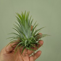 이오난사 초특가20, 1개