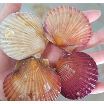 최고의맛! 오계절수산 고성 홍가리비, 1개, 3kg(75마리내외)