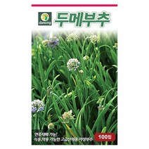 새론 흑외대파 20g 새론흑외대파씨앗 대파씨 대파씨앗 채소씨 채소씨앗 야채씨 야채씨앗, 11_다농_두메 부추(100립)
