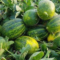 룰루네상점 파파야 메론 5kg 11-25과 경북 고령 개구리참외 당일수확, 파파야메론 5kg 6-10과