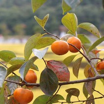 영화청과 특급 창원단감 10kg 태추 진영 가격 부유_221124EA, 1, 본상품선택