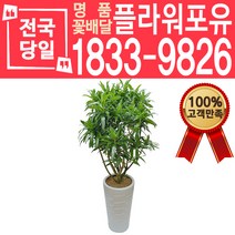 자마이카 개업화분 개업선물 배달 이사 실내공기정화