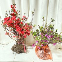 청년농부 철쭉 자산홍(보라)/영산홍(빨강) 묘목 5주묶음 조경수 정원수 꽃모묙, 영산홍(빨강)