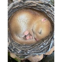 둥지에서 잠든 실생활 삼림 동면쥐 | 수지 가정 또는 정원 장식 | NF-DM09-F, 단일옵션