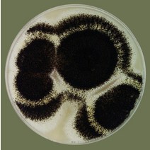 곰팡이 - 종류선택