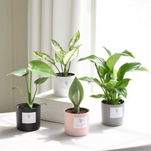 실내공기정화식물 율마 아레카야자 스킨답서스 이레카야자 산세베리아 테이블야자 유칼립투스, 28.문샤인, 화분커버(블랙)