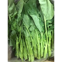 카나 동남아시아채소 국내재배 카나 500g 카나(KANA)(GAILAN)Chinese broccoli, 카나500gខាត់ណាដើមผักคะน้าcải làn