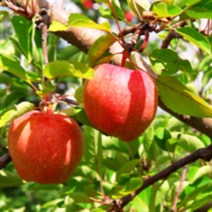 창녕 청도사과 성산사과 5kg 18-22과 내외 화왕산사과, 상세페이지 참조, 상세페이지 참조