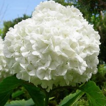 수국백당 나무 묘목 - 150cm(분) 1개