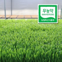 대관령청정농원 무농약 밀싹 밀순 보리순 보리싹, 01.밀싹(600g)