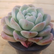 다육 다육식물-(아이시그린) 희귀다육.이쁜다육이