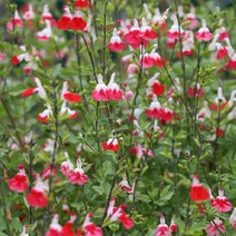 허브모종/핫립세이지-허브/포트-10개 K2123, 10개