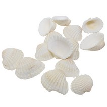 스쿨문구 자연물 조개류 조개껍질 500g diy 만들기