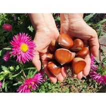 23년 햇밤 공주 정안 알밤 국내산 생밤 100%, [칼집 X] 공주 햇밤 대4Kg