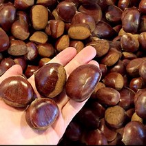 밤보관법 공주밤 햇공주밤 1KG 칼집X 밤삶기 옥광밤, 햇공주밤 1KG 칼집O