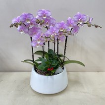 루아데코 서양난 전보화분리본문구 축하화분업체 전보선물문구 지점이동인사, 5.보라