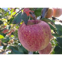 [산지직송]경북 햇 사과 고랭지 꿀사과 4kg 가정용 선물용, 중대과(11~14과), 1개