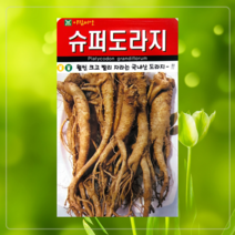 뿌리채소 민속씨 재래씨 도라지 히카마 얌빈 더덕 잔대 황기 인삼 당근 순무 콜라비, 엘로당근