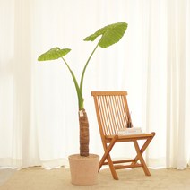 천연가습기 알로카시아 대형 거실 인테리어 화분 공기정화식물, 알로카시아(특대) 다크브라운, 롤러받침, 메시지픽(빈티지)-내용 문자로 남겨주세요.