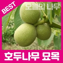 합리적 가격의 우수한 호두나무묘목(실생호두 접목호두), 실생호두묘목 중묘