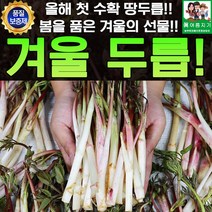올해 첫 수확 겨울 땅두릅 2kg, 1개