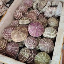 조개껍질 자연 성게 껍질 조가비 Tillandsia 화분 Coquillage 분재 지중해 조개 공예 홈 장식, F.F