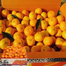 제주직송 서귀포시 고당도 하우스 타이벡 노지 감귤 첫수확 1박스 5kg, 1개