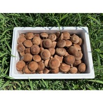 표고랑 표고버섯 1kg, 표고버섯 상 1kg