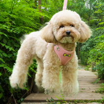 강아지 벨벳 하네스 + 리드줄 세트, 핑크