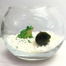마리모 (모스볼) 청개구리 세트 / 마리모꾸미기 / 마리모키우기 / 마리모세트 / 이색취미 / 이색선물 / 기념일선물