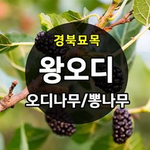 [경북농원] 왕오디/설탕왕오디 나무묘목 신품종판매, (신품종)설탕왕오디나무묘목   상묘