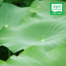 [산지직송] 무농약 자연산 연잎 10장, 단품