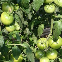 햇 완숙 마토모종 토마토 모종 5주 10주 20주, 완숙토마토 모종5주