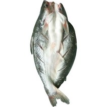 반제품 버들치 도매용 풀박스 통마리 무접점 등을 돌리는 물고기 대발 전선형, 1개, T08-1g 능성어 메콩고기-5 조목조목
