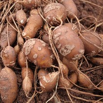 [땅끝파머스] 수퍼아피오스 (인디언감자) 가정용 3KG 5KG 10KG (크기골고루) / (종자용 종근-별도판매/줄기달린상태배송) - 해남 직송, 3kg(밭에심는 종자용)