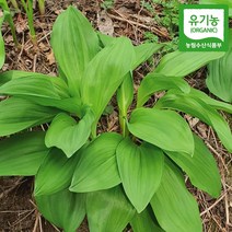 강원도 평창 양구 명이나물(산나물) 잎명이1kg 자연산 명이나물