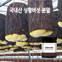 국내산 상황 버섯 분말 목질진흙버섯 뽕나무 상황버섯 가루 베타글루칸 효능, 1개, 100g
